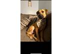 Adopt Moose a Tan/Yellow/Fawn - with Black Black Mouth Cur / Mixed dog in Long