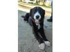 Adopt Tommy a White - with Black Border Collie / Mixed dog in Edmond