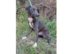 Adopt EVA a Black - with White Feist / Labrador Retriever / Mixed dog in San