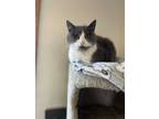 Adopt Gwen a Gray or Blue (Mostly) Domestic Shorthair (short coat) cat in