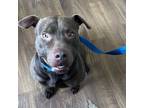 Adopt Urgent! Tobi a Brown/Chocolate Labrador Retriever / Mixed dog in Oklahoma