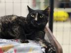 Adopt Gwen a Tortoiseshell Domestic Mediumhair (medium coat) cat in Flat Rock