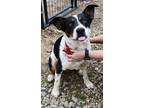 Adopt Buddy a Tricolor (Tan/Brown & Black & White) Greater Swiss Mountain Dog /