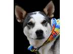 Adopt Missy a Gray/Silver/Salt & Pepper - with White Mixed Breed (Medium) /