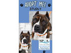 Adopt Studly a White American Pit Bull Terrier / Mixed dog in Niagara Falls