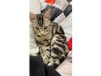 Adopt Cash a Brown Tabby Tabby / Mixed (short coat) cat in Inglewood