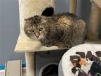 Adopt Crinkles a Brown Tabby Domestic Shorthair / Mixed cat in Pittsburgh