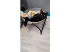 Adopt Bear a All Black Domestic Shorthair / Mixed cat in Pittsburgh