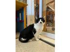Adopt Twain a Domestic Longhair / Mixed (short coat) cat in Lansing