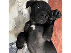 Adopt Hades a Black Labrador Retriever / Husky / Mixed dog in Atlanta