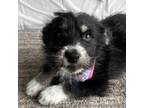 Adopt Leslie Knope a Black - with White Labrador Retriever / Husky / Mixed dog