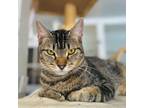 Adopt TAMMY a Brown Tabby Domestic Shorthair (short coat) cat in Irvine