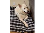 Adopt Toby CP a White German Shepherd Dog / Mixed dog in Beverly Hills