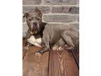 Adopt THOR THOR a Gray/Silver/Salt & Pepper - with White American Staffordshire