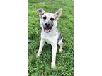 Adopt Sonic a Merle Australian Cattle Dog / Australian Shepherd / Mixed dog in