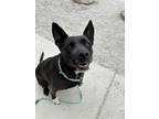 Adopt Madison a Black Labrador Retriever / American Pit Bull Terrier / Mixed