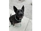 Adopt Madison a Black Labrador Retriever / American Pit Bull Terrier / Mixed dog