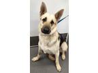 Adopt 160966 a Tan/Yellow/Fawn German Shepherd Dog / Mixed dog in Bakersfield
