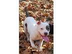 Adopt Janet a White - with Red, Golden, Orange or Chestnut American Pit Bull
