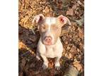 Adopt Jack a White - with Red, Golden, Orange or Chestnut American Pit Bull
