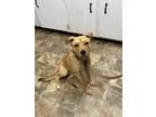 Adopt Lucy a Labrador Retriever / Mixed dog in Darlington, SC (40896779)
