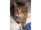 Adopt Otto a Brown Tabby Domestic Shorthair / Mixed Breed (Medium) / Mixed