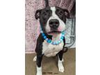 Adopt Barnacle Boy a Pit Bull Terrier / Mixed dog in Lexington, KY (40896475)