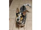 Adopt OZZY a Australian Cattle Dog dog in Bradenton, FL (40896452)