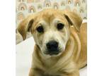 Adopt Mai Tai a Pit Bull Terrier / Mixed dog in Osage Beach, MO (40839227)