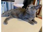 Adopt Luna Vine a Gray or Blue Domestic Shorthair (short coat) cat in