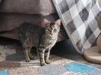 Adopt Pixie a Brown Tabby Domestic Shorthair / Mixed (short coat) cat in