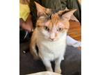 Adopt Sweet Potato a Calico or Dilute Calico Calico (short coat) cat in