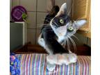 Adopt Marron Chestnut a Calico or Dilute Calico Calico (short coat) cat in