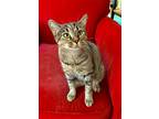 Adopt Ash Lynx a Brown Tabby Domestic Shorthair (short coat) cat in