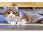 Adopt Chessie a Orange or Red British Shorthair / Domestic Shorthair / Mixed cat