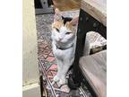 Adopt Jacinda Frazier a Calico or Dilute Calico Calico (short coat) cat in