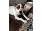 Adopt Odie a White Great Pyrenees / Australian Cattle Dog / Mixed dog in
