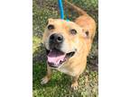 Adopt Whey a Tan/Yellow/Fawn American Pit Bull Terrier / Mixed dog in Okatie