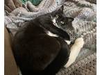 Adopt Saba a Black & White or Tuxedo Domestic Shorthair (short coat) cat in