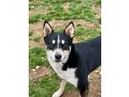 Adopt Spaz a Tricolor (Tan/Brown & Black & White) Siberian Husky / Mixed dog in