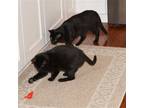 Adopt Luna [CP] a Black (Mostly) Domestic Shorthair / Mixed (short coat) cat in