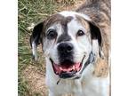 Adopt Gypsy a Tricolor (Tan/Brown & Black & White) Boxer / Mixed dog in