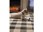 Adopt Rip a Great Pyrenees / Anatolian Shepherd / Mixed dog in Midway