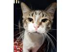 Adopt Ava a White Domestic Shorthair / Domestic Shorthair / Mixed cat in