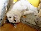 Adopt Dylan Farson a Black & White or Tuxedo Domestic Shorthair (short coat) cat