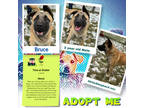 Adopt Bruce a Tan/Yellow/Fawn Akita / Shepherd (Unknown Type) / Mixed dog in
