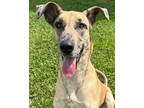 Adopt Cleo a Tan/Yellow/Fawn Great Dane / Mixed Breed (Medium) / Mixed (short