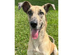 Adopt Cleo a Tan/Yellow/Fawn Great Dane / Mixed dog in Victoria, TX (40366089)