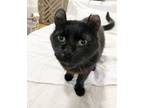 Adopt Hemingway Vodges a All Black Domestic Shorthair (short coat) cat in