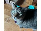 Adopt Bella a Tan or Fawn Tabby American Shorthair / Mixed (short coat) cat in